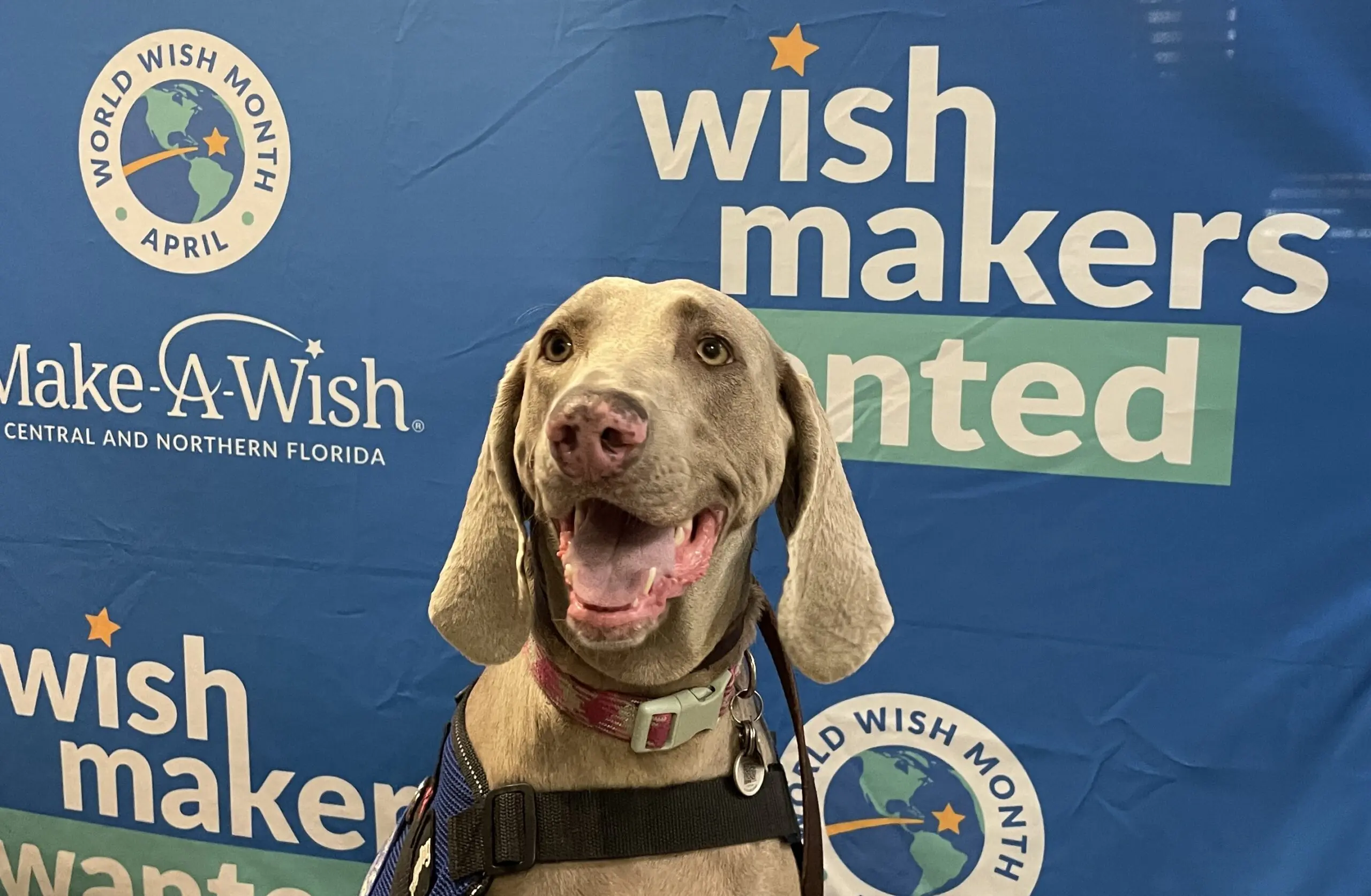 Freyja the therapy dog